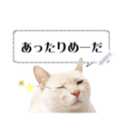 しらたまっていうねこ4（個別スタンプ：11）