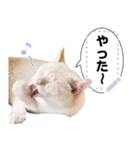 しらたまっていうねこ4（個別スタンプ：12）
