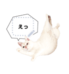 しらたまっていうねこ4（個別スタンプ：13）
