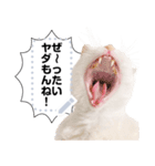 しらたまっていうねこ4（個別スタンプ：15）