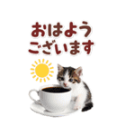 毎日使える♪リアルなにゃんこ2（個別スタンプ：1）