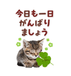 毎日使える♪リアルなにゃんこ2（個別スタンプ：2）