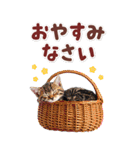 毎日使える♪リアルなにゃんこ2（個別スタンプ：3）