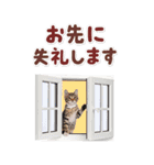 毎日使える♪リアルなにゃんこ2（個別スタンプ：4）