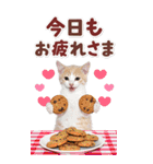 毎日使える♪リアルなにゃんこ2（個別スタンプ：6）