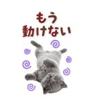 毎日使える♪リアルなにゃんこ2（個別スタンプ：7）