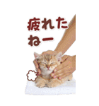 毎日使える♪リアルなにゃんこ2（個別スタンプ：8）