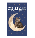毎日使える♪リアルなにゃんこ2（個別スタンプ：10）