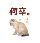毎日使える♪リアルなにゃんこ2（個別スタンプ：12）