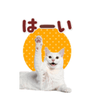 毎日使える♪リアルなにゃんこ2（個別スタンプ：13）