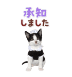 毎日使える♪リアルなにゃんこ2（個別スタンプ：14）