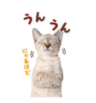 毎日使える♪リアルなにゃんこ2（個別スタンプ：15）