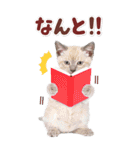 毎日使える♪リアルなにゃんこ2（個別スタンプ：16）