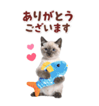 毎日使える♪リアルなにゃんこ2（個別スタンプ：17）