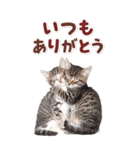毎日使える♪リアルなにゃんこ2（個別スタンプ：18）