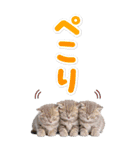 毎日使える♪リアルなにゃんこ2（個別スタンプ：20）