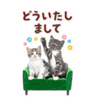 毎日使える♪リアルなにゃんこ2（個別スタンプ：21）