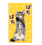 毎日使える♪リアルなにゃんこ2（個別スタンプ：22）