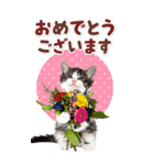 毎日使える♪リアルなにゃんこ2（個別スタンプ：23）