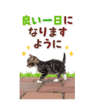 毎日使える♪リアルなにゃんこ2（個別スタンプ：26）
