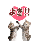 毎日使える♪リアルなにゃんこ2（個別スタンプ：27）
