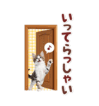 毎日使える♪リアルなにゃんこ2（個別スタンプ：29）