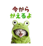 毎日使える♪リアルなにゃんこ2（個別スタンプ：31）