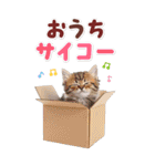 毎日使える♪リアルなにゃんこ2（個別スタンプ：32）