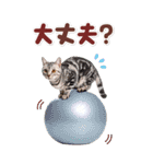 毎日使える♪リアルなにゃんこ2（個別スタンプ：34）