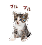 毎日使える♪リアルなにゃんこ2（個別スタンプ：37）