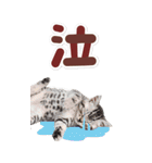 毎日使える♪リアルなにゃんこ2（個別スタンプ：38）