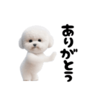 踊る！ビションフリーゼ（個別スタンプ：7）