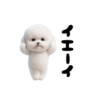踊る！ビションフリーゼ（個別スタンプ：8）