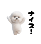 踊る！ビションフリーゼ（個別スタンプ：11）