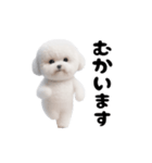 踊る！ビションフリーゼ（個別スタンプ：17）