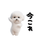 踊る！ビションフリーゼ（個別スタンプ：19）