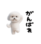踊る！ビションフリーゼ（個別スタンプ：20）