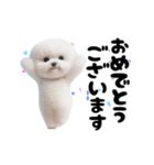 踊る！ビションフリーゼ（個別スタンプ：23）