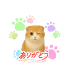 『スコティッシュフォールド』のスタンプ②（個別スタンプ：8）