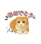 『スコティッシュフォールド』のスタンプ②（個別スタンプ：13）