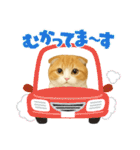 『スコティッシュフォールド』のスタンプ②（個別スタンプ：16）