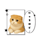 『スコティッシュフォールド』のスタンプ②（個別スタンプ：31）