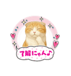 『スコティッシュフォールド』のスタンプ②（個別スタンプ：40）