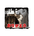 さむちゃんのにちじょうだよ（個別スタンプ：4）