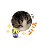 さむちゃんのにちじょうだよ（個別スタンプ：5）