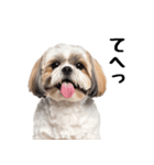 気品あふれるシーズーの可愛い日常と癒し（個別スタンプ：19）
