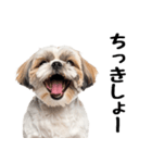 気品あふれるシーズーの可愛い日常と癒し（個別スタンプ：28）