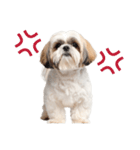 気品あふれるシーズーの可愛い日常と癒し（個別スタンプ：35）