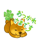 柴犬スタンプver.1（個別スタンプ：20）