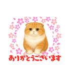 「スコティッシュフォールド」のスタンプ③（個別スタンプ：5）
